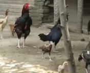 TIGER AND ASEEL ROOSTER FAMILY from aseel