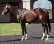 Spendthrift has welcomed four new stallions to their roster for 2024: Forte, Taiba, Arabian Lion and Zandon. We talk to Mark Toothaker about the Grade I-winning recruits.