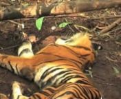 Endonezya’daki Greenpeace ofisimizden üzücü bir haber aldık. Riau yakınlarında bir Sumatra kaplanı hayvan tuzağına yakalandığı ve 6 gün boyunca aç-susuz bir şekilde tuzaktan kurtulamadığı belirtildi. Bir hafta boyunca acı çeken kaplanı kurtarma çalışmaları için gelen orman korucuları da malesef geç kaldılar. Ne yazık ki kaplan başaramadı ve kurtarma çalışmaları sırasında öldü.nnKaplanın tuzağa düştüğü bölge bir APP (Asian Pulp and Paper Co.) araz