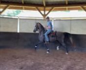 (Baskghazi x CP Dansing Ghazi) 2020 Arabian GeldingnThis is his second time being ridden and as you can see in the video was an absolute gentleman. He is barefoot in the video.