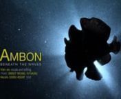 This is a short video I put together with images and video clips from the waters around Ambon in the Maluku province of Indonesia.nnAmbon is home to the recently described Maluku frogfish (Histiophryne psycheledica) and many other amazing animals that live in the waters around the island. The marine life featured in this video represent just a small fraction of the weird and wonderful critters I came across in the area. nnIn case you&#39;re interested, I took the photos and video over the course of