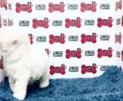 TOK White Bichon Frise Puppy (Male) For Sale 1 from sale male