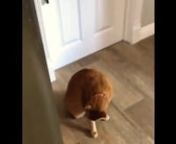 #Talking #cat #kitten #cats #kitty #pet #pets #talking #talkingcat #crow #cat #kitten #cats #kitty #pet #pets #animal #animals #compilation #funny #cute #ridiculous #hilarious #dog #puppy #baby #catvsdog #mouse #mirror #scared #scream #sound #fail #fails #sleep #snore #play #jump #sleepy #stuck #box #humorous #laugh #laughing #fight #attack #cattalkingwithacrow #cat #kitten #cats #kitty #pet #pets #animal #animals #compilation #funny #cute #ridiculous #hilarious #dog #puppy #baby #catvsdog #mous