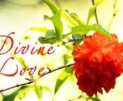 A short video clip based on the spiritual meaning of Pomegranate flowers: Divine Love. The Mother&#39;s text is read by Shonar. Photo and video: Ritam, Alexey. Music by Nadaprem https://nadaprem.bandcamp.com/​.