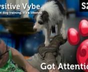 Join hosts, Ron Watson &amp; Apryl Lea for the Season Premiere of Pawsitive Vybe, the weekly dog training and lifestyle webseries. nnThis week we&#39;re focused on Attention (eye contact) with the handler. Attention is a key concept of dog training. If you have to fight for your dog&#39;s Attention, you&#39;re already in trouble. nnRon &amp; Apryl &amp; the pack will share with you some of our understanding of Attention and there&#39;s plenty of Disc Dog action to keep things moving...nCheck it out! nLeave a co