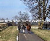 Foal Patrol has partnered with the Paulick Report in Season 5 to bring you closer to featured mares and foals and to ask farm staff questions about their care and health.nnIn this episode with Repeta at Three Chimneys Farm in Versailles, Kentucky, Paulick Report staff ask Three Chimney&#39;s Chris Baker,