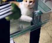 cat,kitten,cats,kitty,pet,pets,animal,animals,compilation,funny,cute,ridiculous,hilarious,dog,puppy,baby,cat vs dog,mouse,mirror,scared,scream,sound,fail,fails,sleep,snore,play,jump,sleepy,stuck,box,humorous,laugh,laughing,fight,attack,cute funny dogs,cute puppies,cute dogs,cute cats,funny cats,cute puppies videos,too cute,cute dogs and cats,cute animals,cute videos,cute animal videos compilation,cute babies,and,doing,thing,2021,Cutest Puppies City,Funniest cat ever