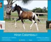 29 Hiran Calambau I.wmv from hiran