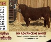 Holden Herefords - Lot 0316H from 0316h