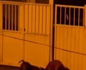 Cães da raça Pitbull atacam e matam cavalo.mp4 from pitbull mp4