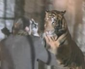 Action tiger scene with Jean Claude Van Damme, Mickey Rourke, Dennis Rodman and Randy Miller.nShirkon RIPnwww.predatorsinaction.com