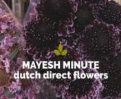 Check out some of the beautiful Dutch flowers that you may find online at mayesh.com or through your sales rep. Our inventory is always changing - check back often.*nnShop now: https://www.mayesh.com/dutch (you must log in to see products &amp; pricing)nn*Our online Dutch Direct BoxLot program is currently only available at certain branches, more locations coming soon! You are always able to order Dutch flowers through your Mayesh sales rep.nnItalian RanunculusnScabiosa Bi-Color PinknScabiosa Ch