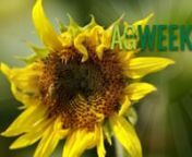 AgweekTV: Fertilizer Prices, Biofuels Infrastructure Package, Build Back Better Act, Sunflower Bee Research, Wheat Yield Winner, Sugarbeet Harvest Wrap, MCOOL