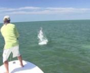 This short vid. is a result of a last minute trip the Florida Keys. Capt. Joel Dickey had a last minute cancellation, so he invited us down to experience the Silver King! We are already scheming our next trip, hopefully its sooner than later!nnwww.southerncultureonthefly.comnnwww.bentrodmedia.com