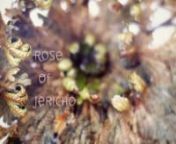 A time lapse of a Rose of Jericho (Selaginella lepidophylla). After being exposed to water, the plant turns from a dried tumbleweed to a green fern over the course of several hours. nnCheck out my behind the scenes interview with The Smithsonian: nhttp://www.smithsonianmag.com/videos/category/video-contest/in-motion-workshop-rose-of-jericho/nnMusic: Alexandre Desplat - Morning tears