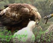 Nuevas imágenes HD de un nido de Águila Real (Aquila chrysaetos) en roble (Querqus robur). La belleza de poder contemplar esto es inimaginable. Estas imágenes se han realizado en plena Naturaleza con PANASONIC AG AC-160 utilizando, en las imágenes con más ampliación el zoom digital 2X