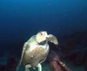 This is a large Hawksbill turtle living on the wreck of the Manuela off Hatteras Island, North Carolina. She was sleeping in about 160 FT of water when the video lights disturbed her nap.nnCheck out the Manuela photos on Captain JT&#39;s website from April of 2000 (http://capt-jt.com). Sure does look like the SAME turtle!