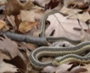 Garter snake seen today.Unusual for the date, but it was warm (near 60F).