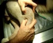 O Teste de Gaveta faz parte do exame físico ortopédico realizado nos membros pélvicos de animais de pequeno porte. O mesmo é utilizado para a diagnosticar a ruptura do ligamento cruzado do joelhoPara realizar o teste, colocar a mão esquerda sobre o fêmur com o indicador sobre a patela e o polegar na face caudal do fêmur entre ele e a fabela. Já a mão esquerda é colocada envolvendo a tíbia com o dedo indicador sobre a crista tibial e o polegar caudalmente a tíbia/ fíbula. Deslocar