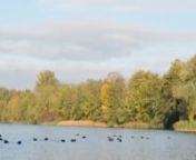 Un time-lapse réalisé un matin d&#39;automne au Baggersee à Strasbourg, fin octobre. Le vent souffle, les nuages se déplacent, les couleurs sont vives et les poules d&#39;eau évoluent sur le plan d&#39;eau.