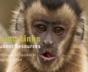 By Mark BowlernnThis is a 15 minute practice video suitable for students learning the methods used in the study of animal behaviour.nnThe monkeys are the &#39;East Group&#39; at the Living Links to Human Evolution Research Centre in Edinburgh Zoo. There are brown capuchin monkeys (Cebus apella) and common squirrel monkeys (Saimiri sciureus) living together in a mixed group (more information on the Living Links youtube channel and website www.living-links.org).nnThe video is useful for trying out many di