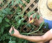 This video tutorial shows you how to keep your tomato plants pruned so your tomatoes grow efficiently. Suckers form in the axils between the leaves and the main stem. Encourage a strong main stem by removing all suckers below the first flower cluster.nnNourishmat gardens make growing food and flowers in your yard easy while providing ordinary people with a healthy alternative to mass produced food.nnnBenefits of the Nourishmat:n- Reduces garden setup time by hoursn- No digging &amp; expensive to