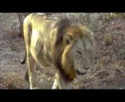 I traveled to Kruger National Park, South Africa with the Board of Directors &amp; Scientists from the Palm Beach Zoo, FL.In this video clip, Frankie, our guide from Tinga Lodge, leads us on an early morning (6 am) game drive.We had the unexpected pleasure to encounter LIONS!We chose to travel to South Africa in the middle of winter (which was freezing for us South Floridians) but best for viewing wildlife due to the lack of foliage.This was a science mission since the Palm Beach Zoo see