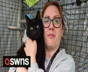 A cat that has been missing for six years has finally been reunited with his owners after being presumed dead.The black cat, named &#39;Jimi Hendrix&#39;, is back with his family after a rescue charity scanned his microchip and used Facebook to reunite them.Jimi&#39;s owner, Joanna Farmer, presumed he had died many years ago, after he escaped from a friend&#39;s open window in Torquay, Devon, in August 2016.Joana and her husband Nik searched all over for Jimi but had no luck, until now.Eventually, the couple moved away from Torquay and now live in Brixham, Devon, with their kitten and three children aged six, four and two - none of whom had ever met Jimi.Joanna said: &#92;