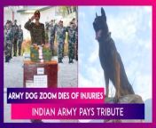 Zoom, the army dog, died on October 13. Zoom underwent surgery after getting wounded in an encounter with terrorists in Jammu &amp; Kashmir&#39;s Anantnag. The army dog was shot twice during the operation. Zoom helped the forces in neutralising two terrorists in Anantnag. Officers of the Indian Army paid tribute to Zoom. Watch the video to know more.