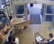 A deer decided to visit a Beverly Hills pet store Tuesday, running through the business while people tried to chase it out.