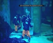 Braving huge and inquisitive sand tiger sharks, scuba divers positioned a nativity scene in a water tank in an aquarium in the northwestern Italian coastal city of Cattolica, as part of the run-up to Christmas.