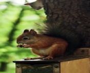 A Squirrel Eating while on top of a Feeder. Life of Animal Identity&#60;br/&#62;&#60;br/&#62;#animals &#60;br/&#62;#squirrel &#60;br/&#62;#animalshorts &#60;br/&#62;&#60;br/&#62;copyright by pexels&#60;br/&#62;video owner: cottonbro studio