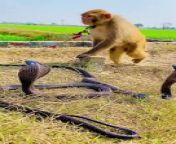 The indifferent monkey to the cobra snake