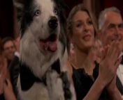Anatomy of a Fall dog Messi steals the show by clapping at OscarsSource: Academy Awards 2024, ABC