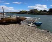 Juan José Correa, 26, was recording a video in Valdivia, Chile, when a huge mammal snuck up behind him.