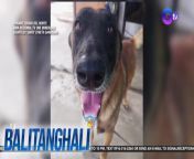 Hero dog ng isang pamilya sa Davao del Norte!&#60;br/&#62;&#60;br/&#62;&#60;br/&#62;Balitanghali is the daily noontime newscast of GTV anchored by Raffy Tima and Connie Sison. It airs Mondays to Fridays at 10:30 AM (PHL Time). For more videos from Balitanghali, visit http://www.gmanews.tv/balitanghali.&#60;br/&#62;&#60;br/&#62;#GMAIntegratedNews #KapusoStream&#60;br/&#62;&#60;br/&#62;Breaking news and stories from the Philippines and abroad:&#60;br/&#62;GMA Integrated News Portal: http://www.gmanews.tv&#60;br/&#62;Facebook: http://www.facebook.com/gmanews&#60;br/&#62;TikTok: https://www.tiktok.com/@gmanews&#60;br/&#62;Twitter: http://www.twitter.com/gmanews&#60;br/&#62;Instagram: http://www.instagram.com/gmanews&#60;br/&#62;&#60;br/&#62;GMA Network Kapuso programs on GMA Pinoy TV: https://gmapinoytv.com/subscribe