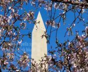 On the brink of spring, Washington&#39;s iconic cherry trees are now in full bloom, and people gather to savor the floral scent of the cherry blossoms along the capital&#39;s Tidal Basin.