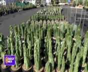 Desert Botanical Garden is celebrating spring with a big sale! Their spring plant sale will be happening from March 14 through 17. Admission is free, but a reservation is required. With hundreds of varieties of native plants, succulents, cactus and more you are bound to find a plant that fits your needs. For more information visit dbg.org