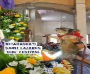 ✨ Hundreds of dogs, decked out in human attire, gather with their owners at a church in Nicaragua to express gratitude to Saint Lazarus, honoring a cherished Catholic tradition spanning over a century. &#60;br/&#62;&#60;br/&#62;They stand before his statue, a symbol of hope and healing for the poor and sick. #SaintLazarus #CatholicTradition