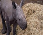 Adorable southern white rhino calf takes its first steps at the Bedfordshire zoo. The baby was born on March 7 at the Whipsnade Zoo to Jaseera and Sizzle.&#60;br/&#62;&#60;br/&#62;
