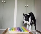 This adorable dog loved playing musical instruments, especially the xylophone. They went all in and started playing the xylophone by carefully running the mallet across it.