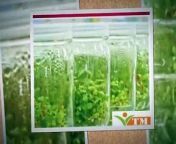 Titan Media is one of the culture media production company that provides a wide scope of preparation of plant tissue culture media, and used to maintain or grow plant cells. For more detail: http://bit.ly/1fxxlMG.