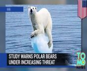 Polar bear numbers could drop by a third over the next 35 years because of global warming.