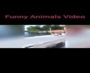 #funny #trynottolaugh #viral #funnyvideos&#60;br/&#62;&#60;br/&#62;My latest YouTube video is now live! Dive into the thread, watch, and give it a thumbs up! Don&#39;t forget to share the joy with others and hit that follow button for more content in this thread of awesomeness! ✨ #NewVideo #YouTubeThread&#60;br/&#62;&#60;br/&#62;This video isn&#39;t mine. If there&#39;s any issue, reach out to me at&#60;br/&#62;helpmee692@gmail.com,&#60;br/&#62;&#60;br/&#62;&#60;br/&#62;&#60;br/&#62;&#60;br/&#62;and I&#39;ll promptly remove it within 24 hours. Subscribe now to join the laughter on this daily dose of fun for kids and all ages!&#60;br/&#62;&#60;br/&#62;Funny Animals&#60;br/&#62;Funny Cats&#60;br/&#62;Funny Dogs&#60;br/&#62;Funny Fails&#60;br/&#62;Funny Bloopers&#60;br/&#62;Funny Pranks&#60;br/&#62;Comedy&#60;br/&#62;Entertainment&#60;br/&#62;&#60;br/&#62;try not to laugh,funny animals,funny animal videos,funny,funny pets,animals,funny cats,cute animals,funny animal,funniest animals,funny animals life,funny animals 2022,funny cat,funny videos,funny animals world,funny dogs,Funny Animals,Entertainment,Comedy,Funny Pranks,Funny Bloopers,Funny Fails,Funny Dogs,Funny Cats,funny cat videos,funny video,funny dog,funny dog videos,funny cat moments,funny cat 2023,#funny,Funny animal reactions,tiktok&#60;br/&#62;&#60;br/&#62;
