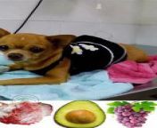 #shorts Foods not recommended for dogs&#60;br/&#62;Foods not recommended for dogs &#124; Dog &#124; What dog food do vets not recommend?&#60;br/&#62;Dog-forbidden foods, Fatty foods, Broken bones, Chocolate, Alcohol, Dough, Caffeine, Nuts, Unnatural sweeteners...&#60;br/&#62;---------------------&#60;br/&#62;To support our channel on PayPal&#60;br/&#62;https://www.paypal.com/paypalme/amirahamdon442&#60;br/&#62;&#60;br/&#62;To buy the products&#60;br/&#62;https://sites.google.com/view/healthy-dog-foods/home&#60;br/&#62;&#60;br/&#62;To learn more&#60;br/&#62;https://www.petsbirds1.com/2023/08/dog-forbidden-foods.html&#60;br/&#62;---------------------&#60;br/&#62;Other Videos&#60;br/&#62;How to eliminate fleas on cats &#60;br/&#62;https://youtu.be/PykaNbsRPl8&#60;br/&#62;---------------------&#60;br/&#62;Follow us&#60;br/&#62;Website&#60;br/&#62;Facebook&#60;br/&#62;https://www.facebook.com/pets.birds2&#60;br/&#62;https://www.facebook.com/groups/pets.birds&#60;br/&#62;Reddit&#60;br/&#62;https://www.reddit.com/r/pets_birds/&#60;br/&#62;Instagram&#60;br/&#62;https://www.instagram.com/pets.birds1&#60;br/&#62;Pinterest&#60;br/&#62;https://www.pinterest.com/pets_birds1&#60;br/&#62;Tumblr&#60;br/&#62;https://www.tumblr.com/pets-birds&#60;br/&#62;Twitter&#60;br/&#62;https://twitter.com/pets_birds1&#60;br/&#62;TikTok&#60;br/&#62;https://www.tiktok.com/@pets_birds&#60;br/&#62;Snapchat&#60;br/&#62;https://www.snapchat.com/add/pets.birds&#60;br/&#62;Kwai&#60;br/&#62;https://k.kwai.com/u/@pets.birds/Y0CclhC0&#60;br/&#62;Quora&#60;br/&#62;https://petsandbirdssspace.quora.com&#60;br/&#62;Likee&#60;br/&#62;https://l.likee.video/p/wJDhVu&#60;br/&#62;---------------------&#60;br/&#62;Vets advise against feeding toxic dog food, as it can cause harm to the dog, including broken bones. Fatty foods, which can lead to obesity, lethargy, and poor movement, can cause pancreatitis.&#60;br/&#62;&#60;br/&#62;Feeding broken bones can cause holes in the stomach and intestines, as well as wounds to the gums or mouth roof. Eating too little chocolate can also cause death, as it is a toxic food for dogs.&#60;br/&#62;&#60;br/&#62;Unbaked dough can cause bloating, abdominal pain, and loss of focus in dogs. Alcohol, on the other hand, can cause numerous health problems for the pet. It is crucial to ensure that the dog is fed a safe and suitable food to avoid potential health issues.&#60;br/&#62;&#60;br/&#62;The toxic compound xylitol is found in chewing gum, peanut butter, and toothpaste. These can cause shivering, muscle spasms, vomiting, diarrhea, and increased urination&#60;br/&#62;&#60;br/&#62;Nuts, particularly macadamia, can cause poor digestion, muscle weakness, abdominal pain, loss of concentration, and tremors. Unnatural sweeteners, such as xylitol, can cause flatulence in humans and can be toxic to dogs.&#60;br/&#62;&#60;br/&#62;Fried and fatty food can also cause stomach disorders and infections of the pancreas and stomach. It is crucial to be aware of these potential health risks when consuming these beverages, as they can have serious consequences for dogs.&#60;br/&#62;&#60;br/&#62;Dogs are sensitive to various toxic substances, including milk, dairy products, and coconut products. Dairy products, such as cheese and milk, can cause vomiting or diarrhea due to lactose sensitivity in older dogs.&#60;br/&#62;&#60;br/&#62;Coconut products, including water, fruit, and oil, contain potassium electrolytes, which can be difficult for dogs to digest, especially if in large quantities. This can lead to heart rhythm disorders and even death.&#60;br/&#62;&#60;br/&#62;Wild mushrooms, can cause problems for dogs. If your pet swallows a quantity of wild mushrooms, it is important to consul