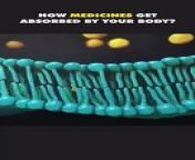 How Medicines Get Absorbed By Your Body?&#60;br/&#62;#absorption #medicinesabsorption #howmedicineworks #howdrugswork #absorptionofmedicine #howpillswork #pharmacy #medical3danimation #3dmedicalanimation
