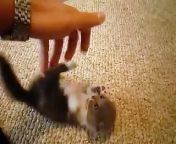 Scottish Cute Baby Cat Fold munchkin from lenovo helix minute