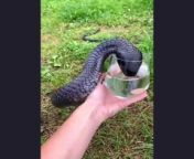 Have you ever seen a snake drink the water you give itDo! I saw a snake drinking the water you gave him؟ from tanushree dutta hot seen video