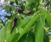 Two cicada broods are about to emerge in the US this month. Veuer’s Matt Hoffman has the details.