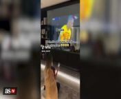 Raphinha’s wife’s viral reaction to his Champions League goal from haji viral video